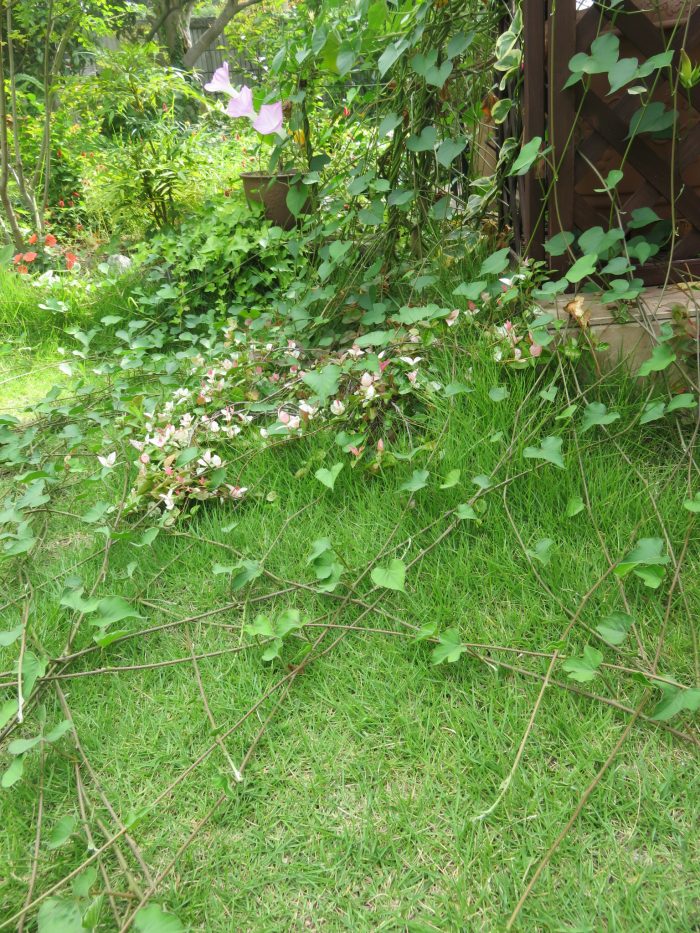 琉球朝顔の恐怖 ヤスコさんの日常