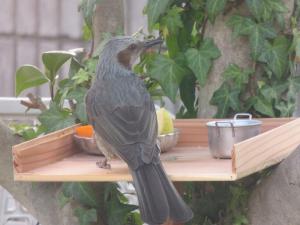 スズメもメジロもヒヨドリも仲良しです ヤスコさんの日常