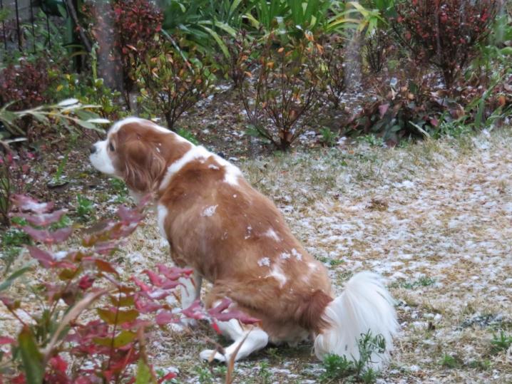 雪が降りました♬ ヤスコさんの日常